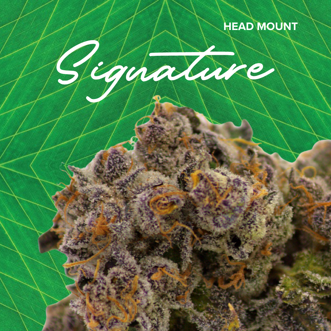 Photograph of product: Signature | Head Mount | 3.5g