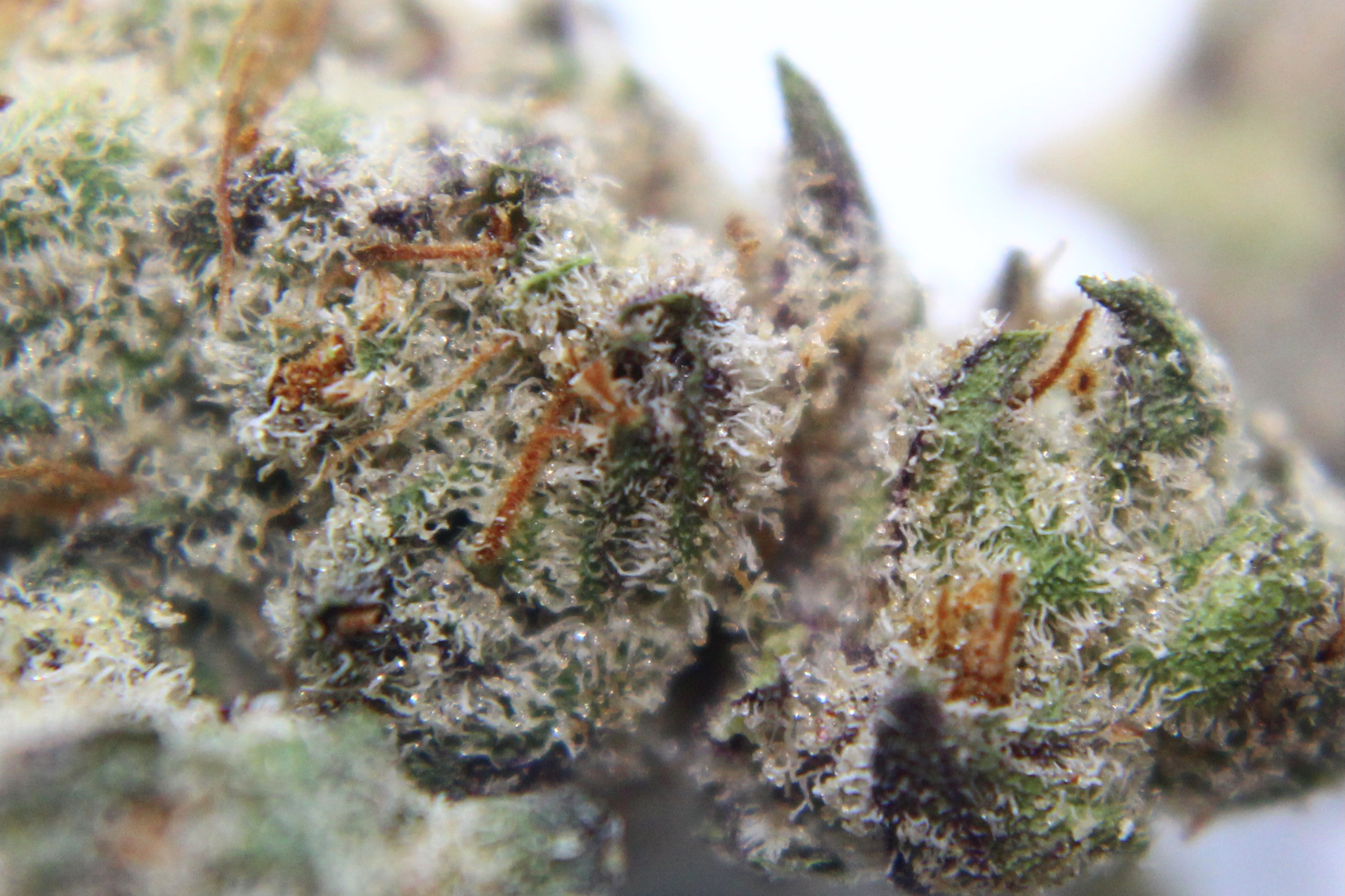 Photograph of product: Rainbow Chip Grease Monkey 1/8 Prepack - 3.5g