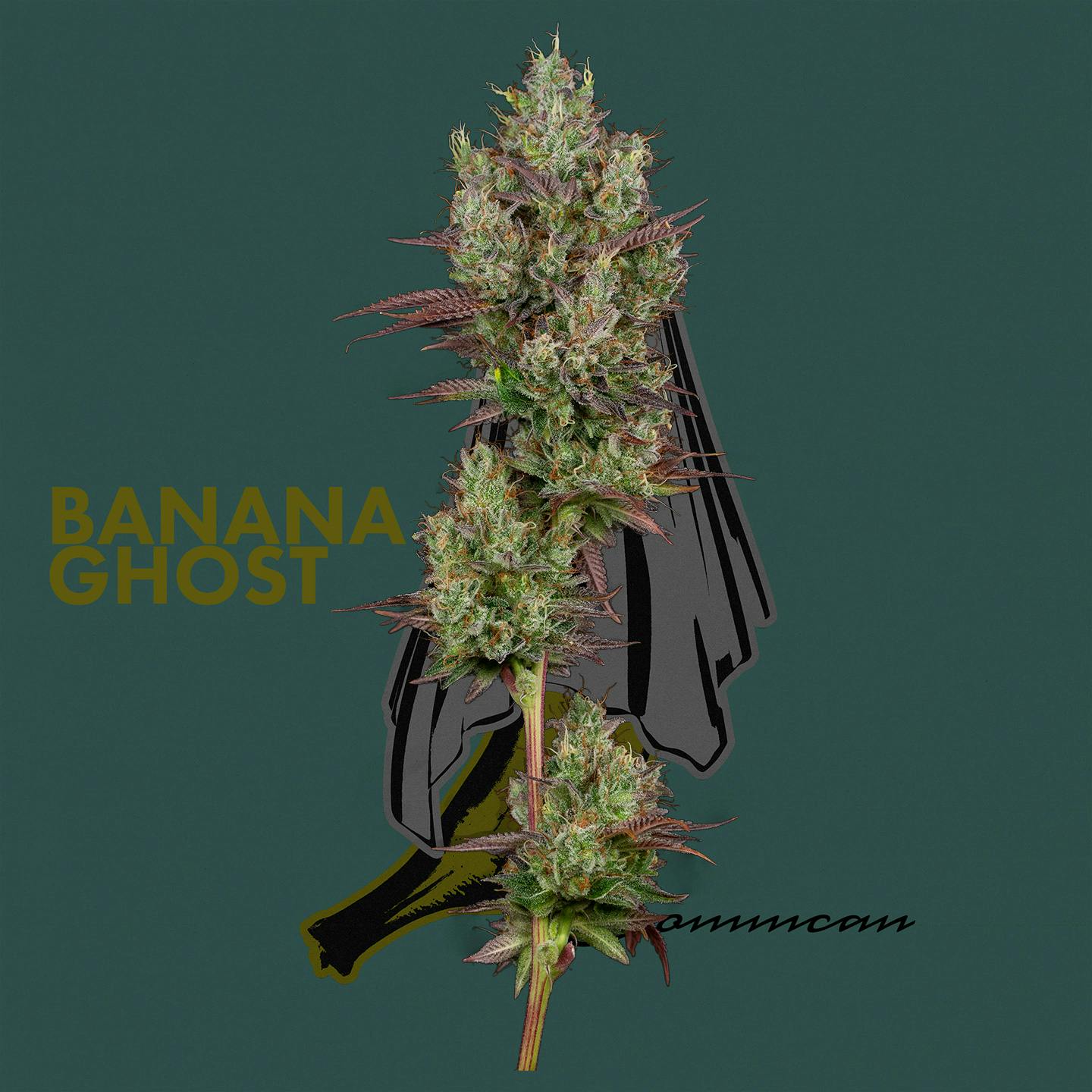 Photograph of product: Banana Ghost