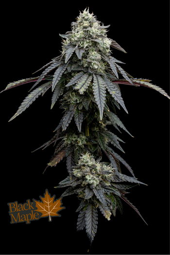 Photograph of product: Full Tilt Labs - Black Maple - 3.5g Flower