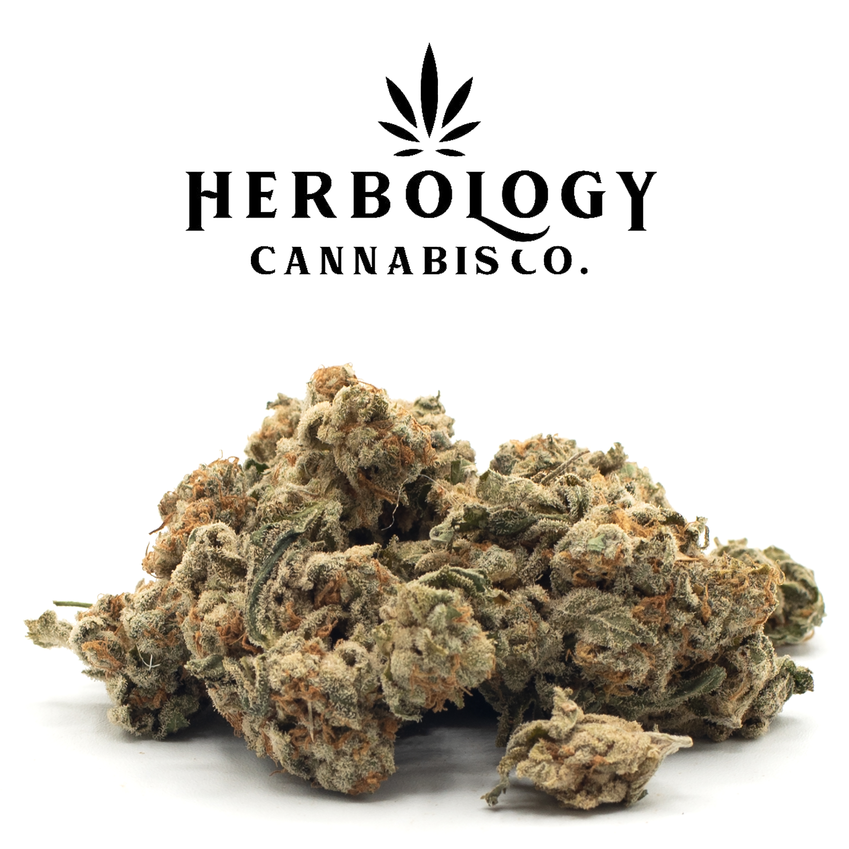 Photograph of product: Owners Club Canna | Girl Scout Cookies | Deli - 28g
