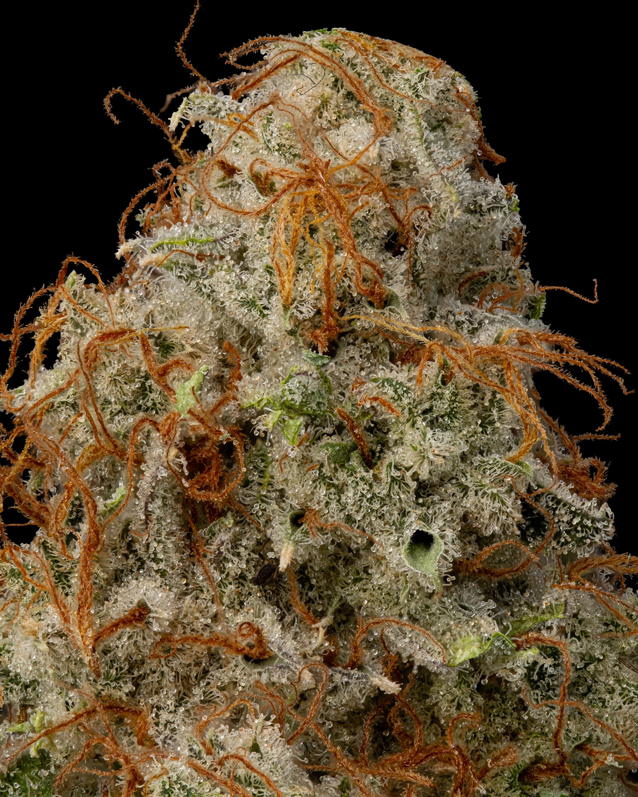 Photograph of product: Skunkfoot Farms: Pink Lemonade Flower - 28g