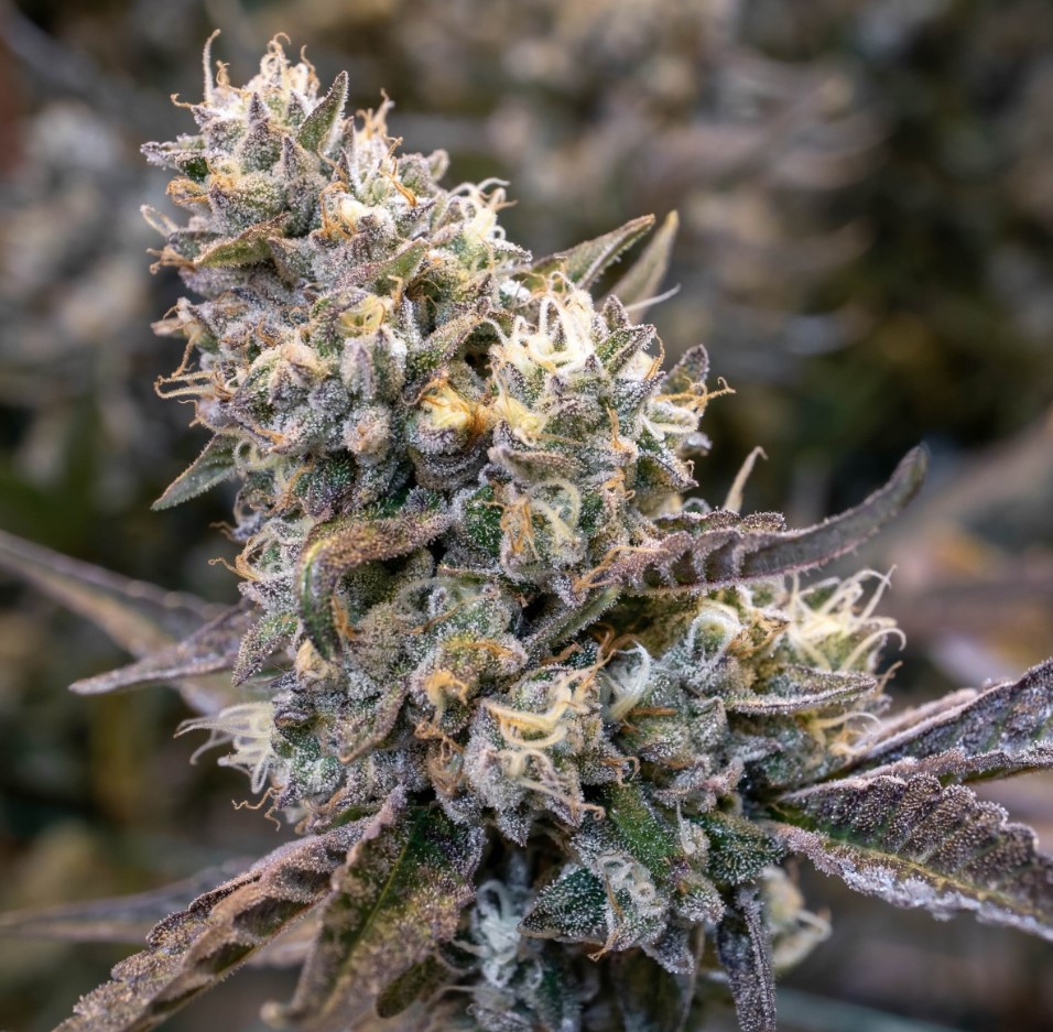 Photograph of product: Coughy Cake | 3.5g