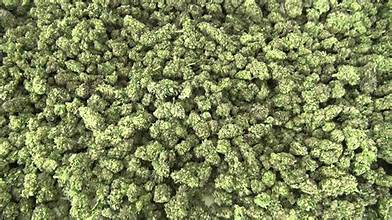 Photograph of product: Fire OG - 3.5g