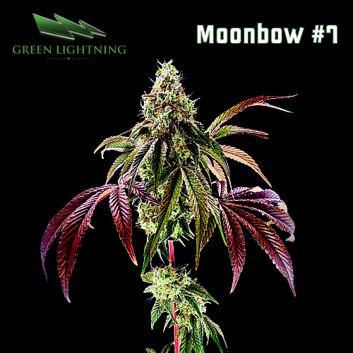 Photograph of product: Moonbow #7 - 7g