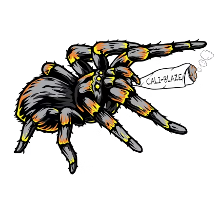 Photograph of product: CALI BLAZE INFUSED TARANTULA | VANILLA LAVA CAKE