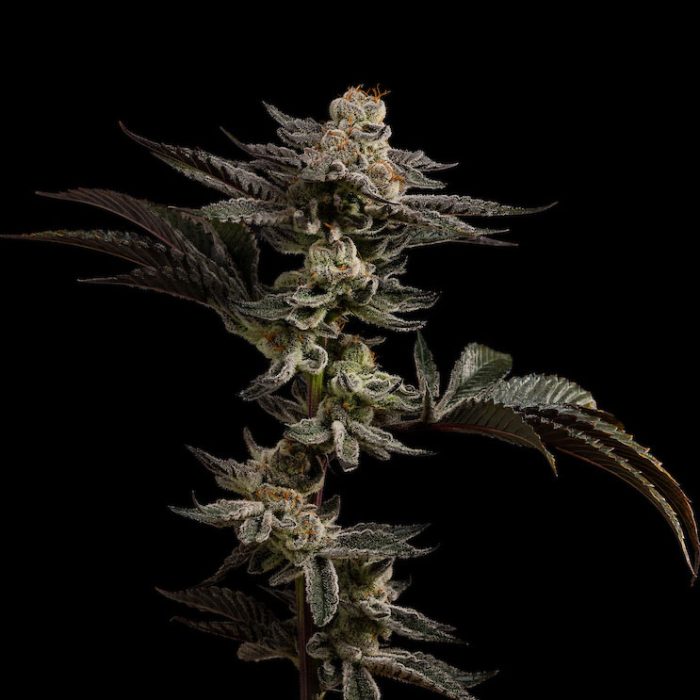 Photograph of product: Grape Stank Pre-Roll | 1g