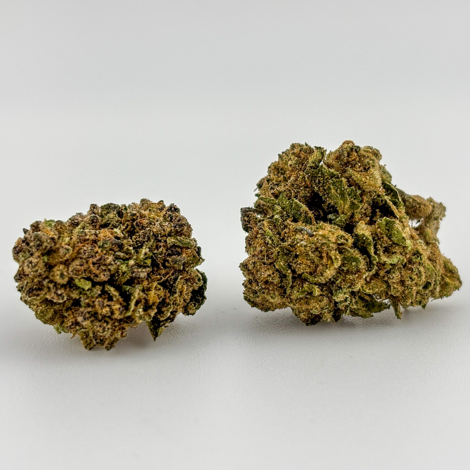 Photograph of product: Williams Wonder | Flower [I] | Jealousy  (6299)