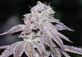 Photograph of product: Kaya - Kush Mints - 28g