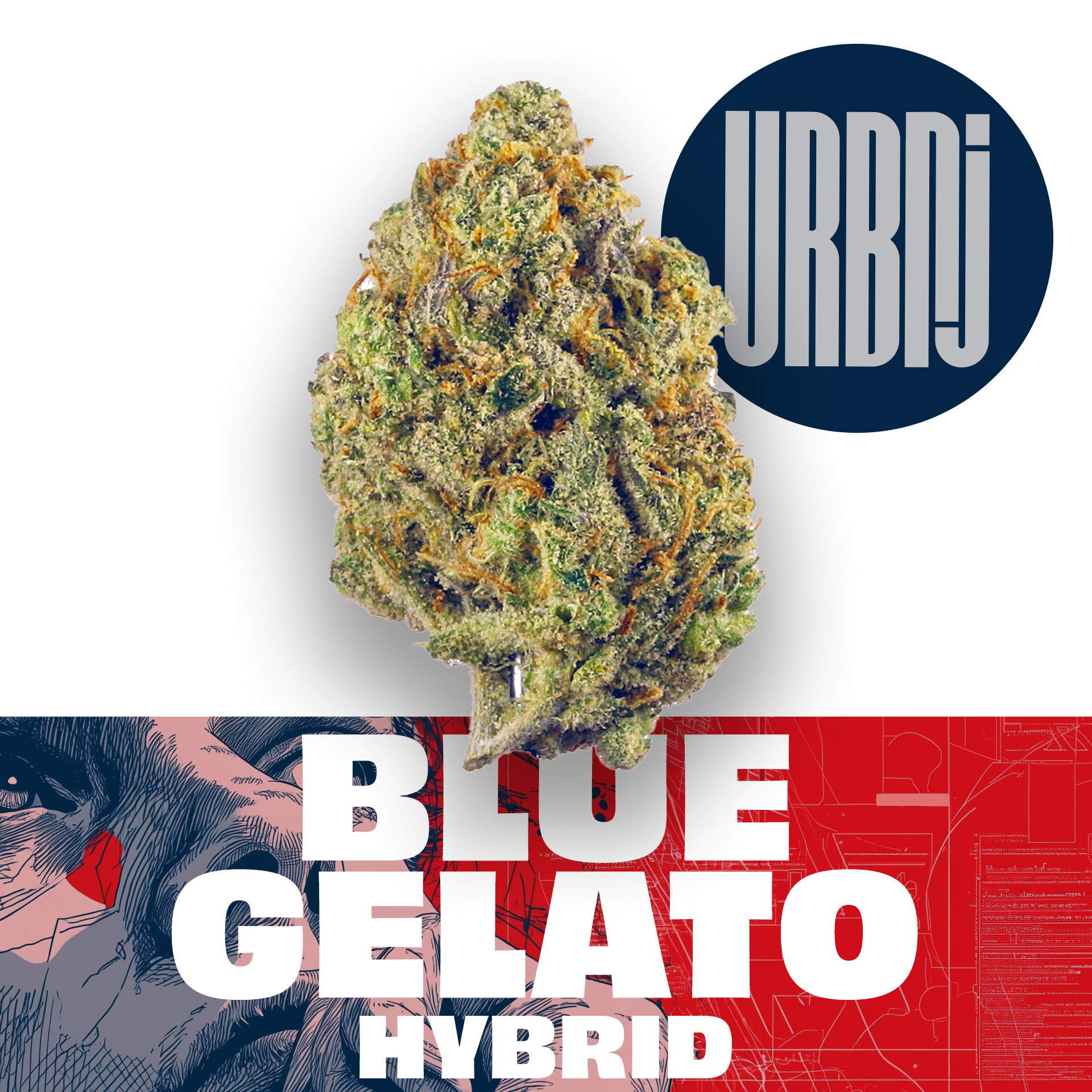 Photograph of product: Blue Gelato | URBNJ 1g Flower