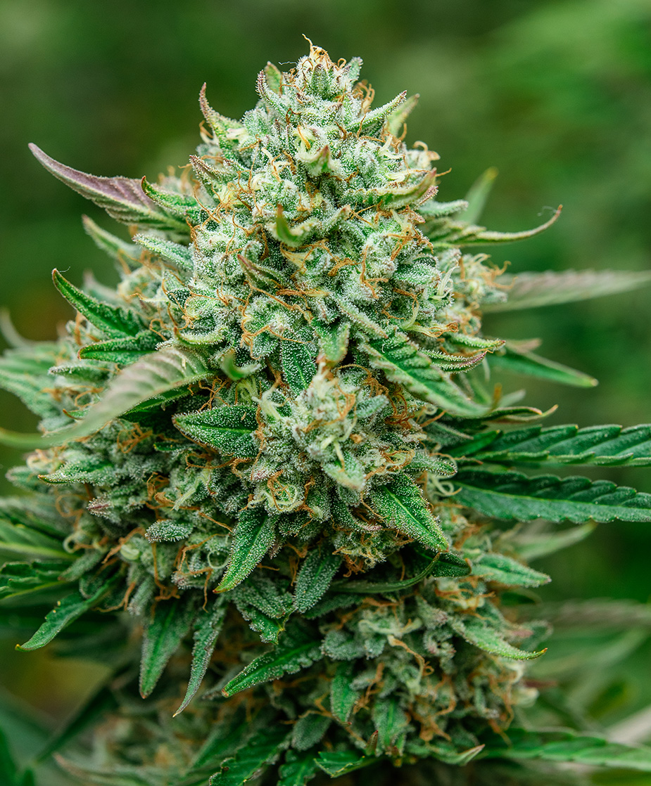 Photograph of product: Froot By The Foot | Auto Flower | Seeds | 3pk