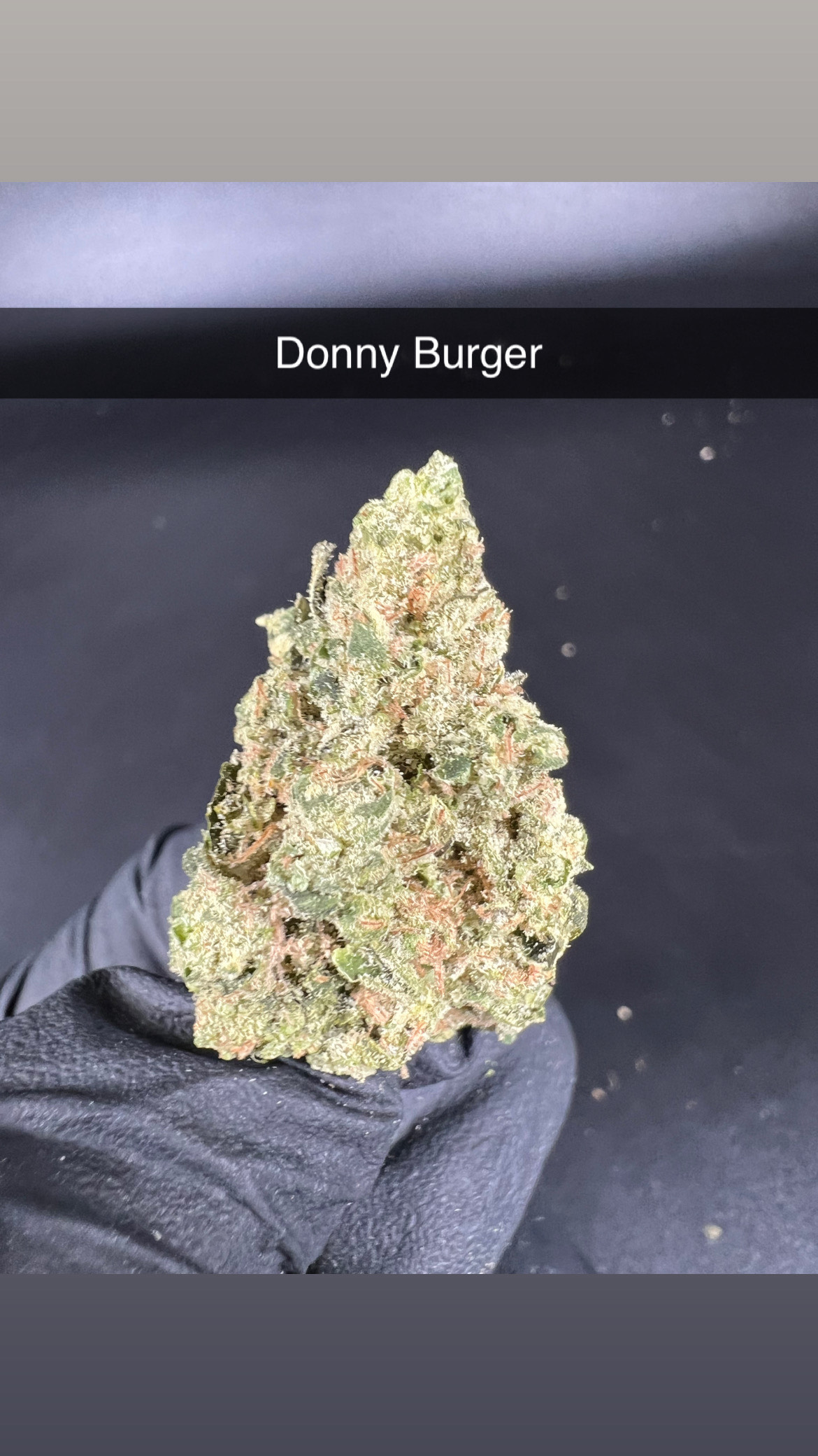 Photograph of product: Donny Burger - Flower - Hybrid - 28g