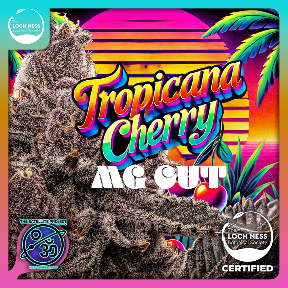 Photograph of product: Tropicana Cherry | Flower (MG Cut) - 1g