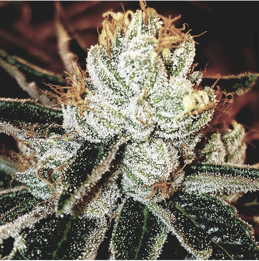 Photograph of product: 303 OG 1/8 Prepack - 14g