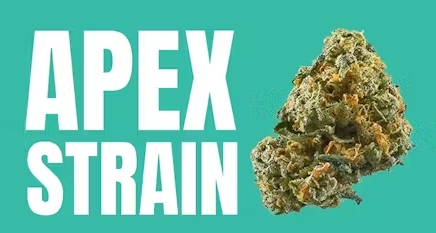 Photograph of product: Glenna's & Co Apex Cured Badder 1g