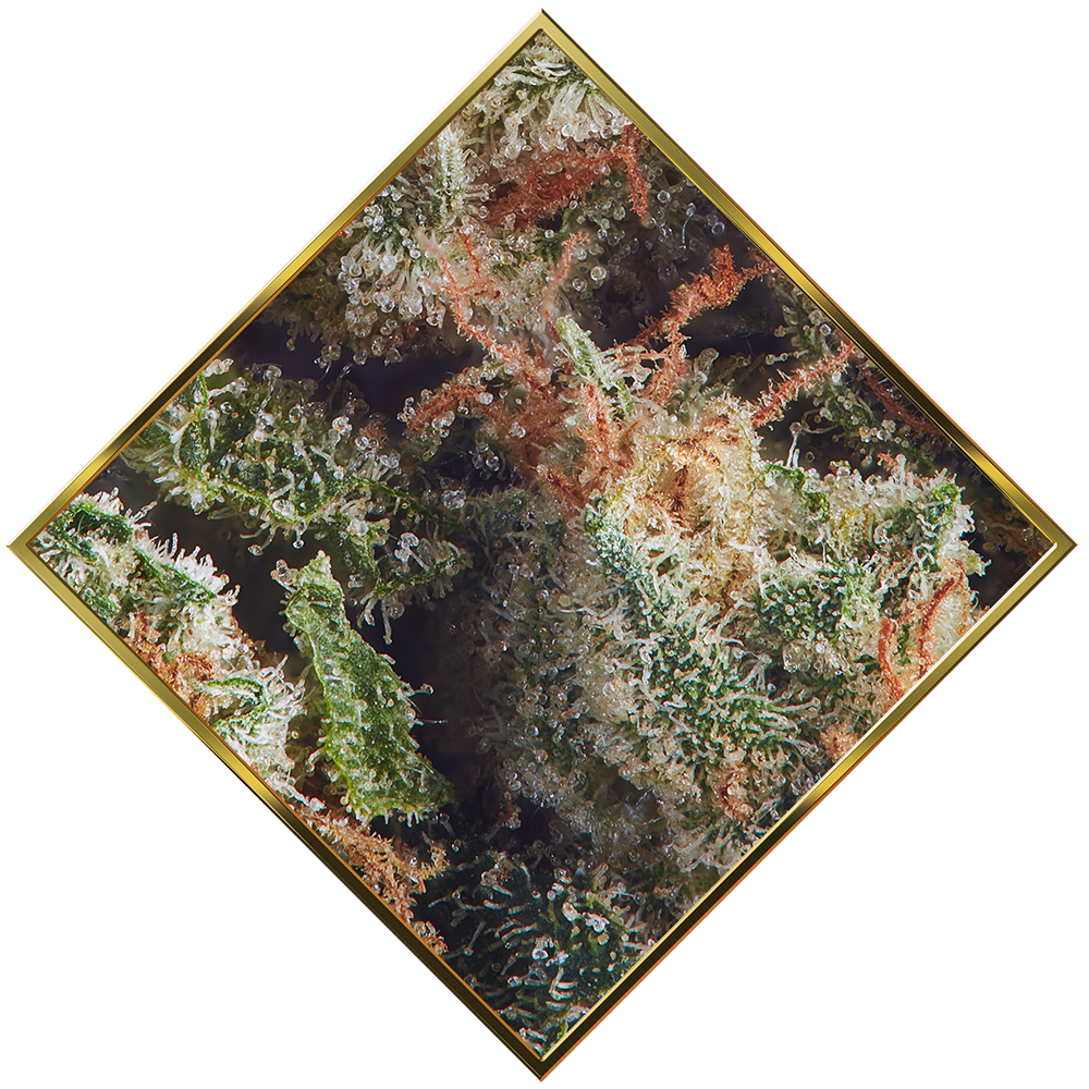 Photograph of product: Goldkine Private Banana Pre-Roll