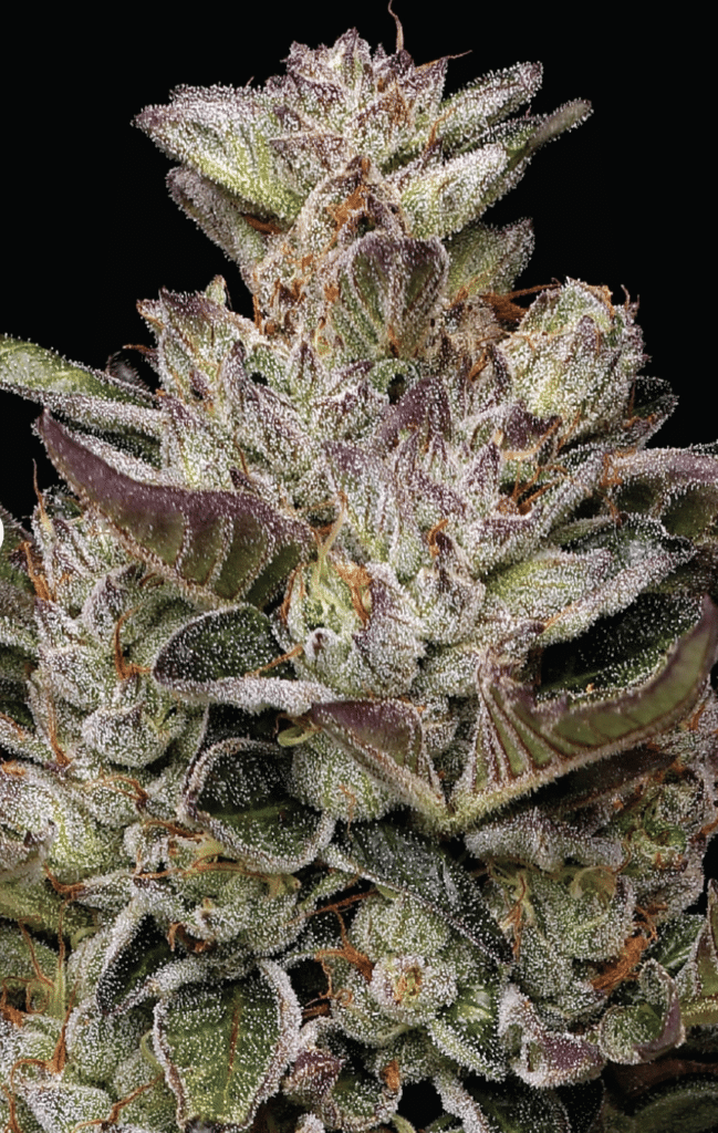 Photograph of product: Donutz | 1g Pre-Roll | SMASH Hits