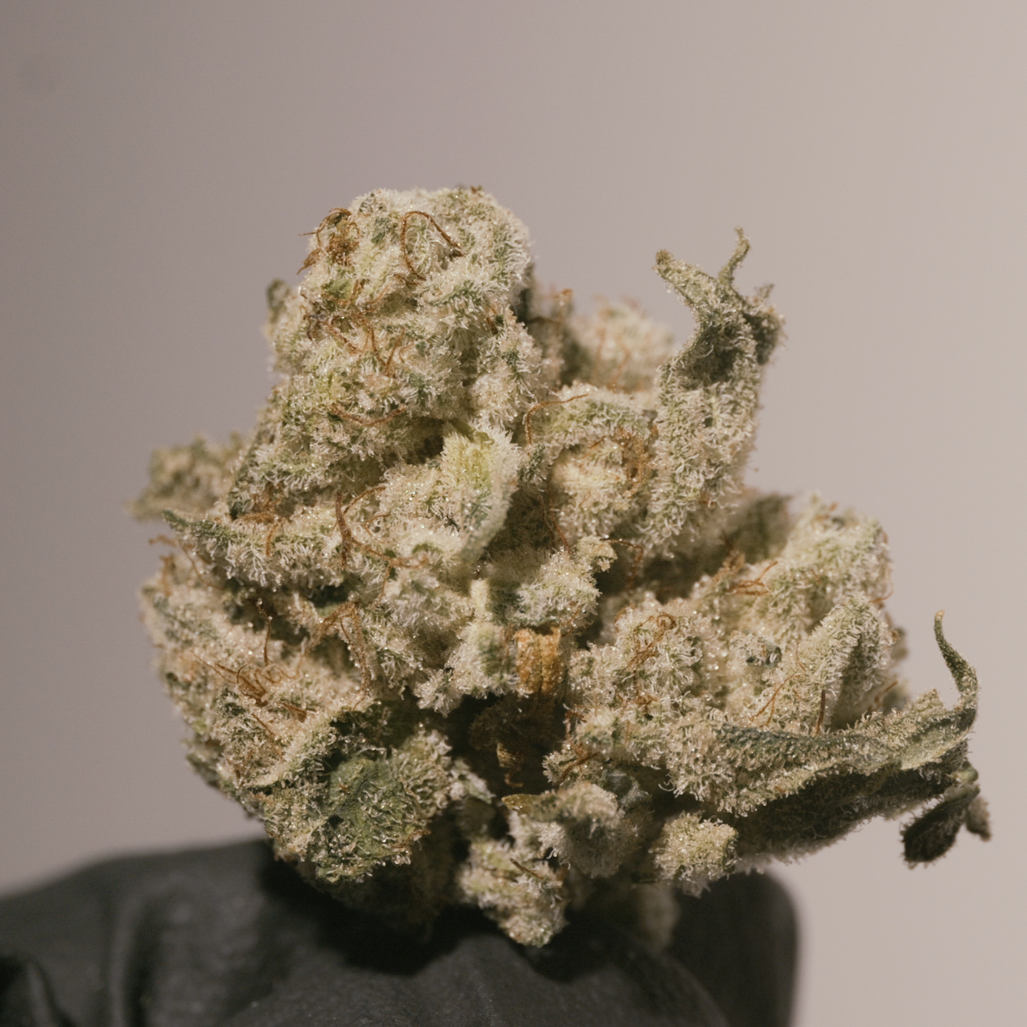 Photograph of product: Pure Bliss Farms - Gorilla Glue #4 - Flower - Bulk - 28g