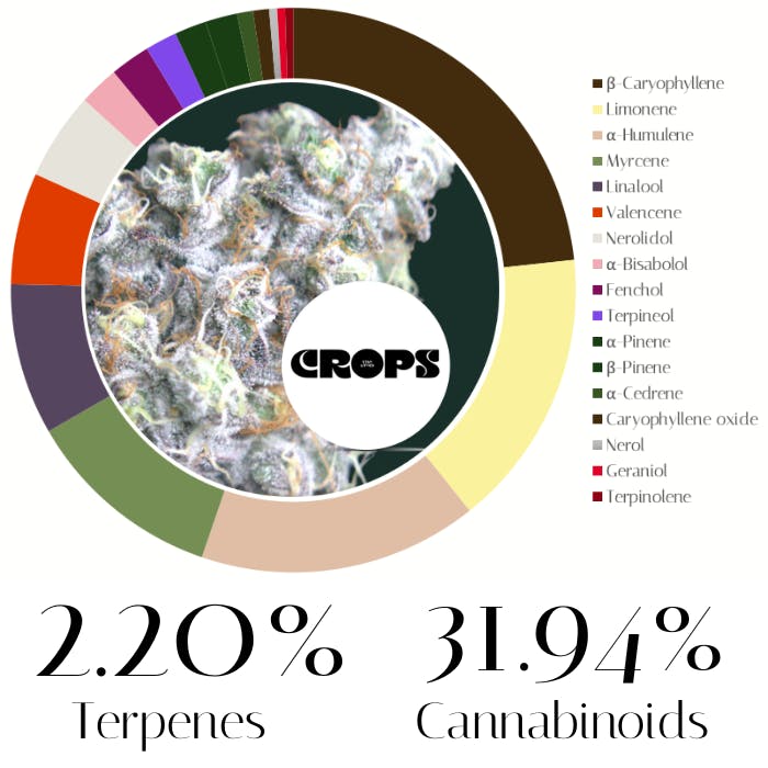 Photograph of product: High Society by Crops | Flower | 3.5g