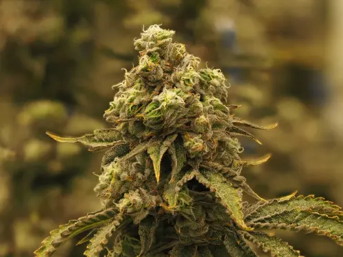 Photograph of product: Redwood Lemoncello 3.5g