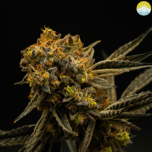 Photograph of product: Greasy Lemons - 3.5g