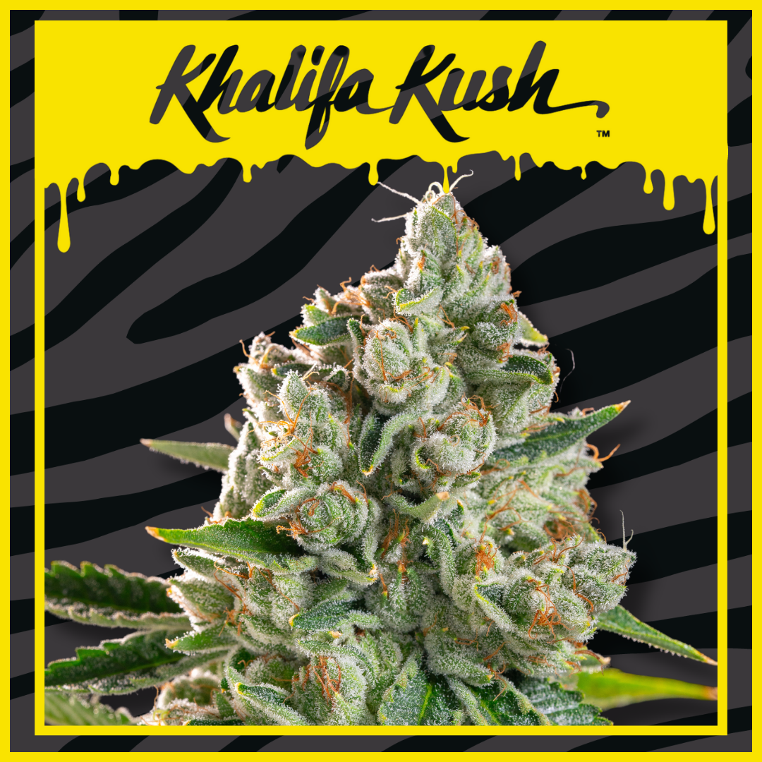 Photograph of product: Khalifa Kush Khalifa Kush 3.5g Prepack
