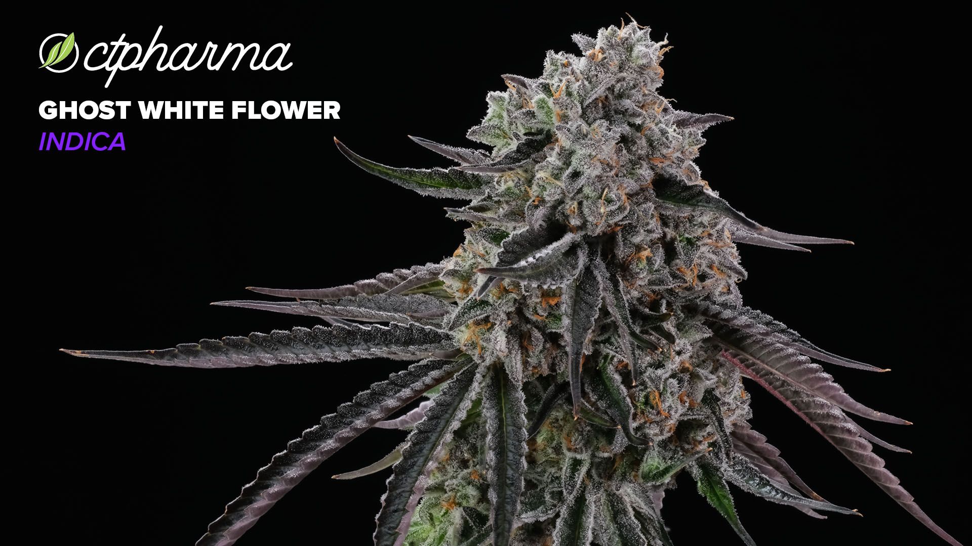 Photograph of product: CTPharma Ghost White Whole Flower 24.08% (I) 3.5g - 26135