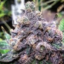 Photograph of product: Grand Daddy Purple - 14g