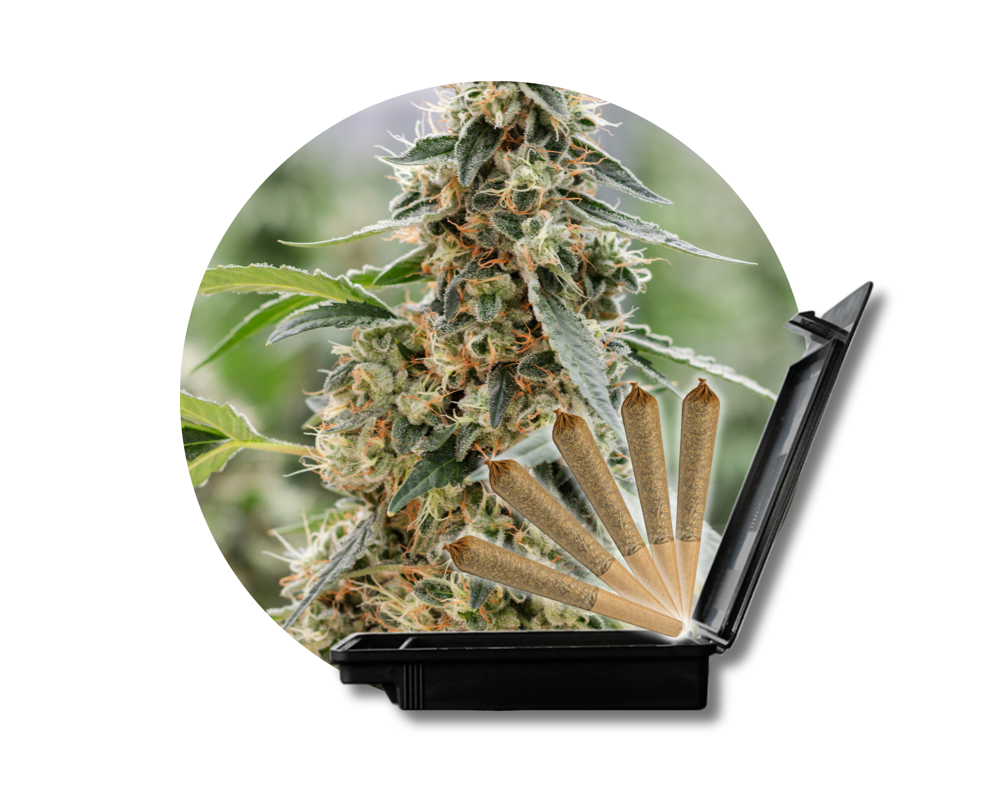 Photograph of product: High Tides - Wedding Cake 5ct Pre-Rolls