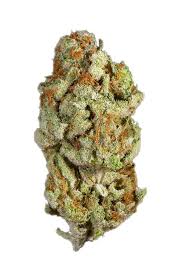Photograph of product: Bold Cultivation au chocolatPlant 14g Oui'd Flower