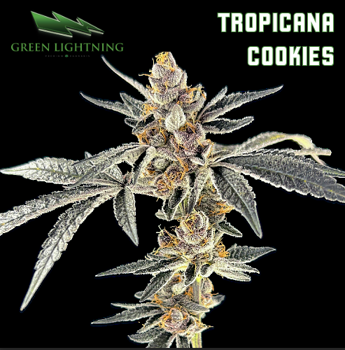 Photograph of product: [REC] Green Lightning | Tropicana Cookies | 3.5g Smalls