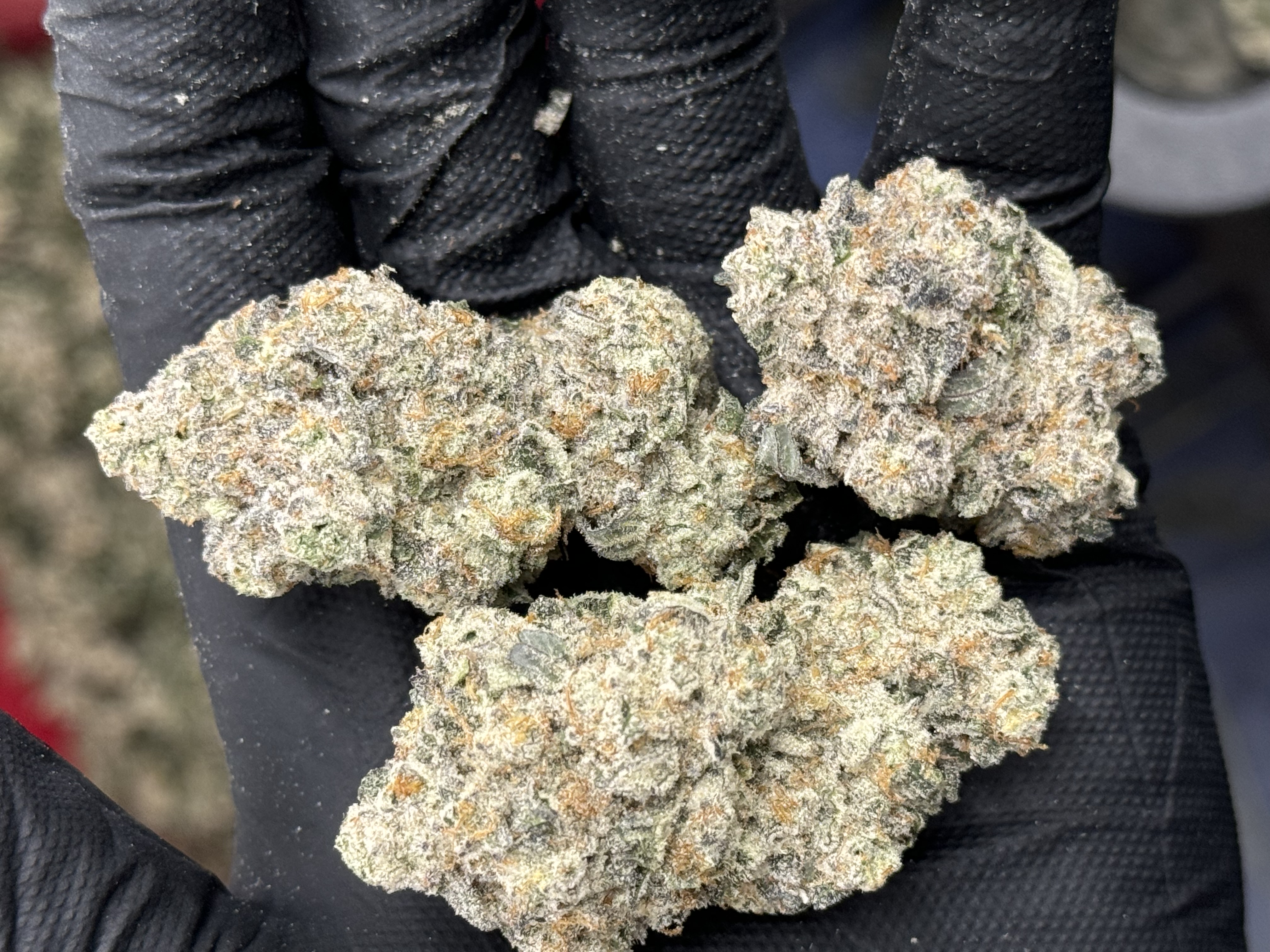 Photograph of product: Flower (Deli-Style) l Juicee J | Hybrid l New Lyfe - 28g