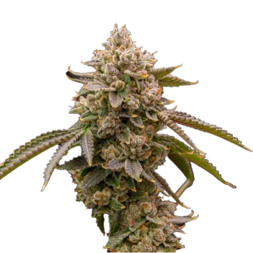 Photograph of product: Vertical Globe Trotter Flower (3.5g)