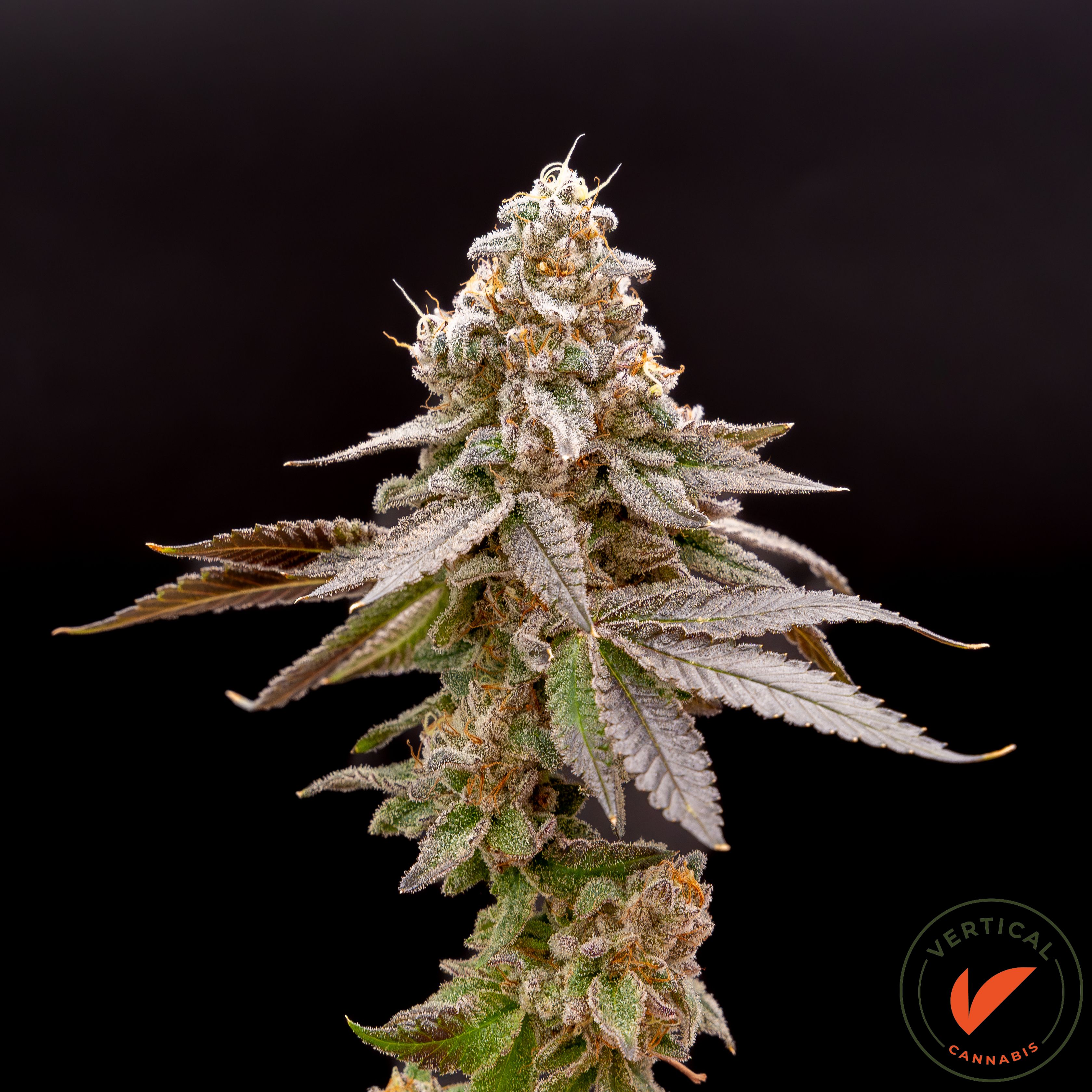 Photograph of product: VERTICAL | LA KUSH CAKE | FLOWER | 3.5G | I/S