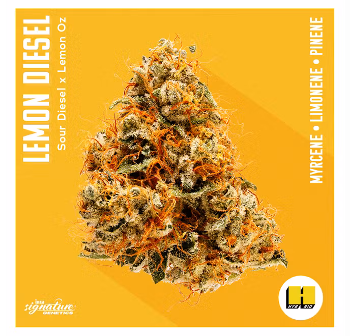 Photograph of Product: INSA | Lemon Sour Diesel | 3.5g
