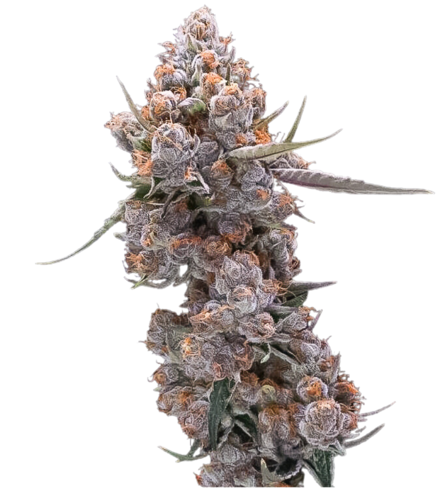 Photograph of product: Root & Bloom Gelato Punch 7g Preground