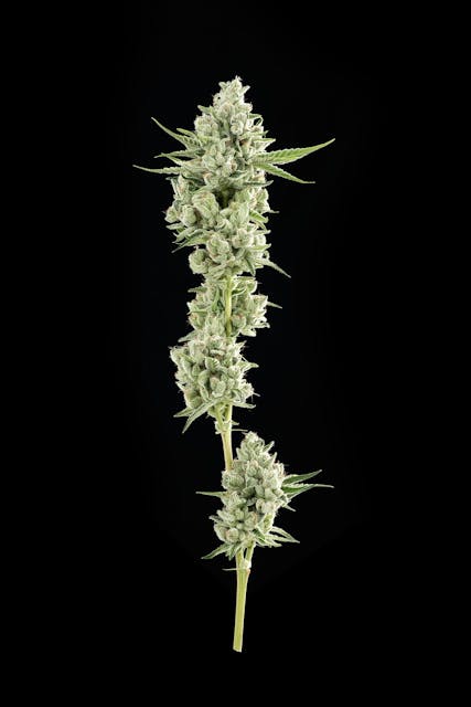 Photograph of product: Cali-O | 3.5G Flower
