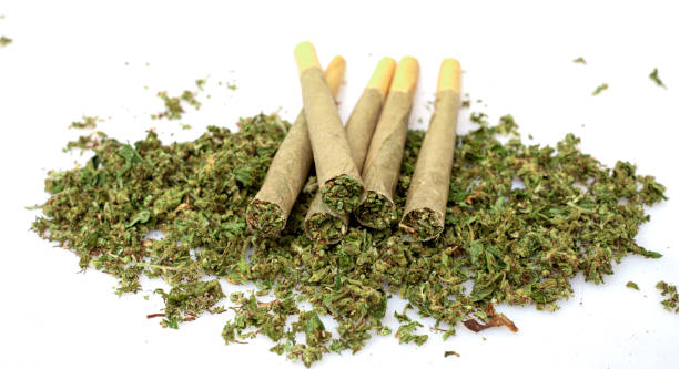 Photograph of product: Multi-Strain Variety | Preroll 7pk | 3.5g