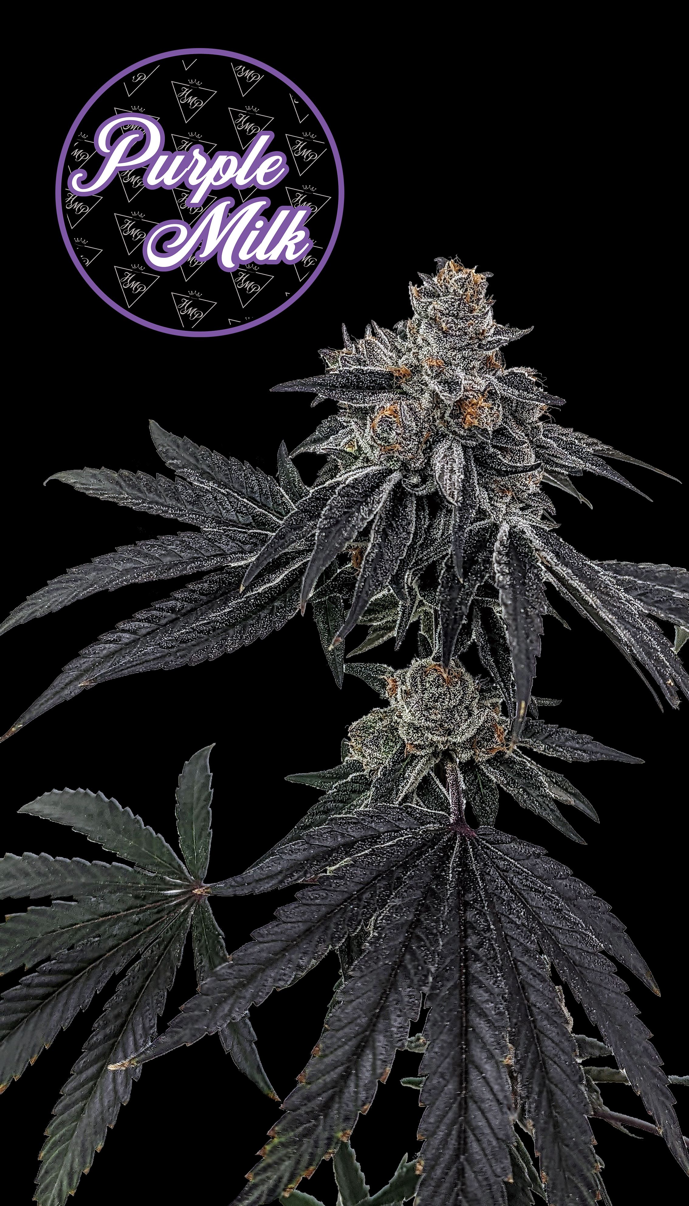 Photograph of product: Flower | Purple Milk - 3.5g