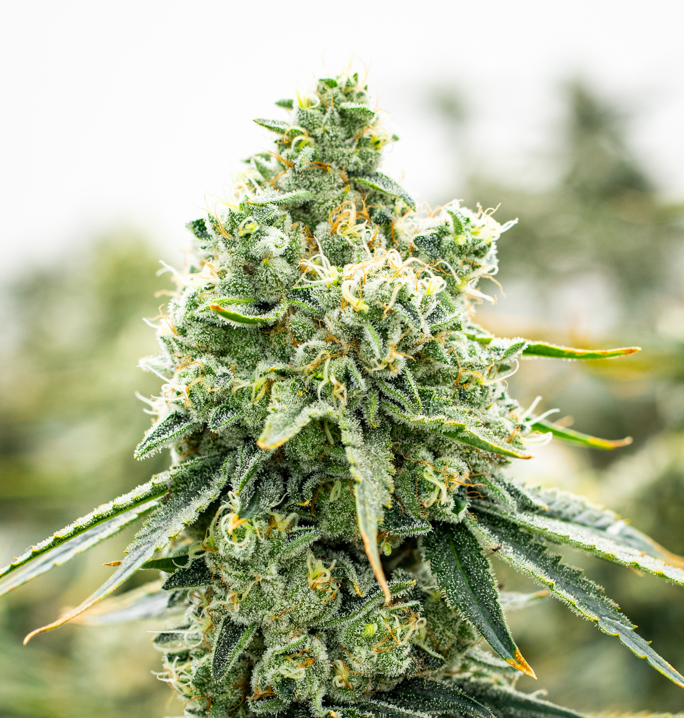 Photograph of product: Gelato 33 x Z - 14g