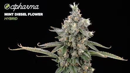 Photograph of product: Mint Diesel Flower T23.51% H 25912 - 3.5g