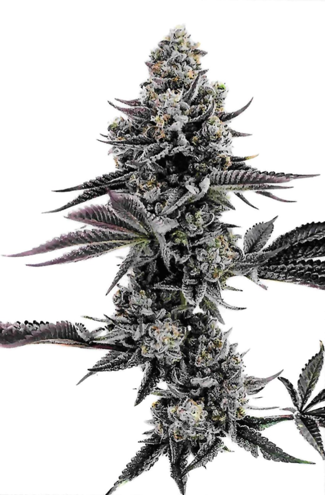 Photograph of product: Blueberry Cupcake - 3.5g