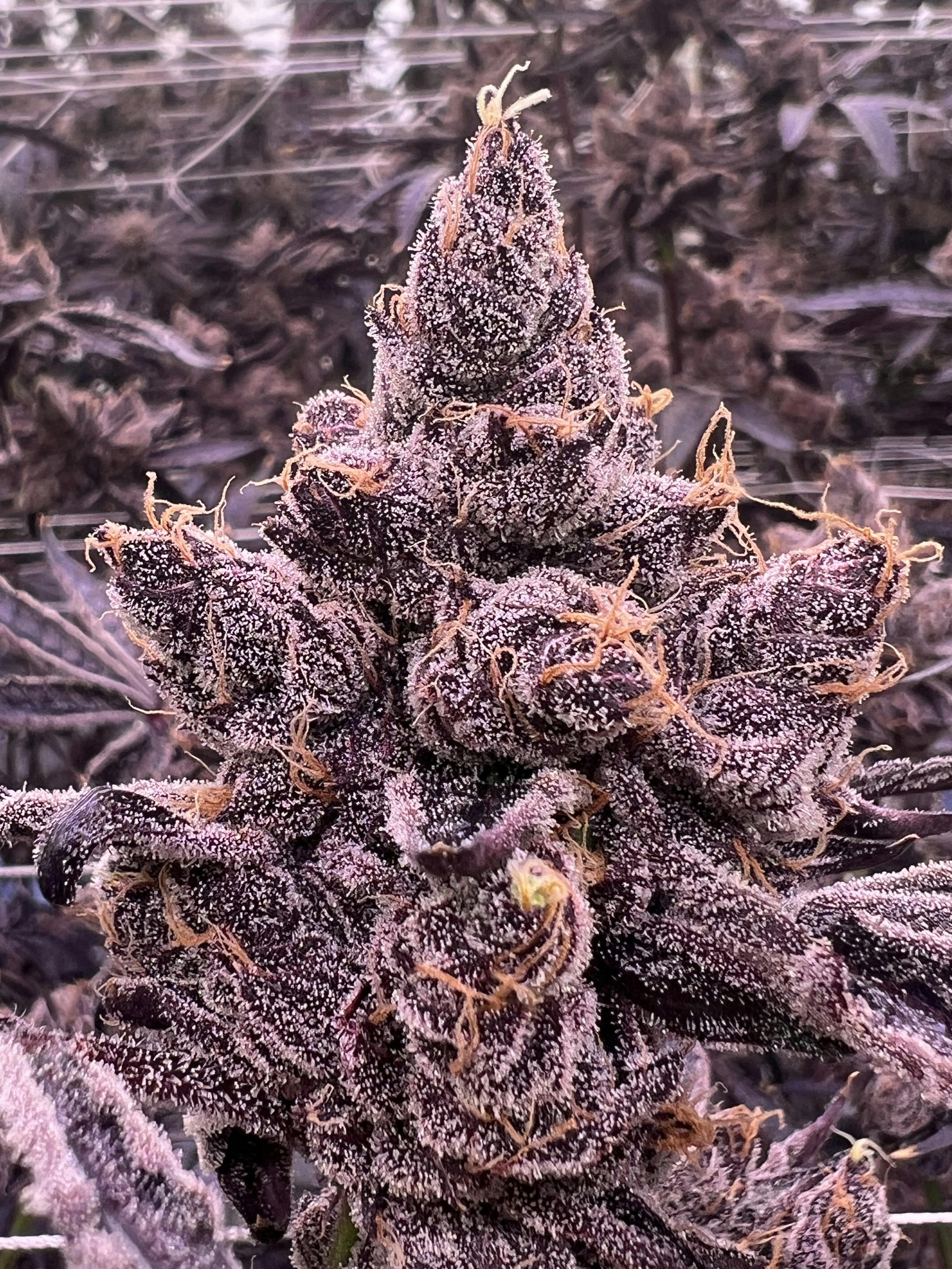 Photograph of product: Sticky Status - Queen Bee - 3.5g