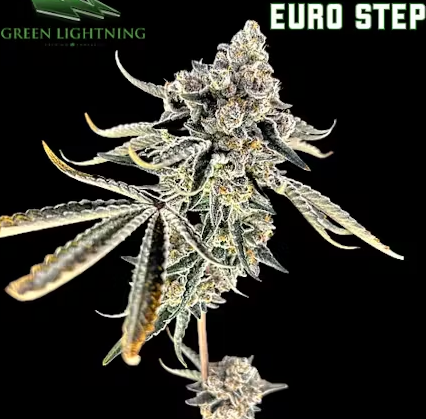 Photograph of product: Green Lightning - Euro Step 7g Small Buds