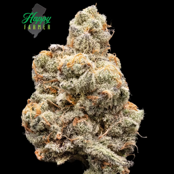 Photograph of product: HF Deluxe Sugar Cane - 3.5g