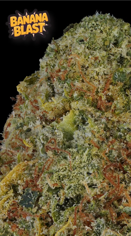 Photograph of product: Prolific Banana Blast 1g Flower Bag
