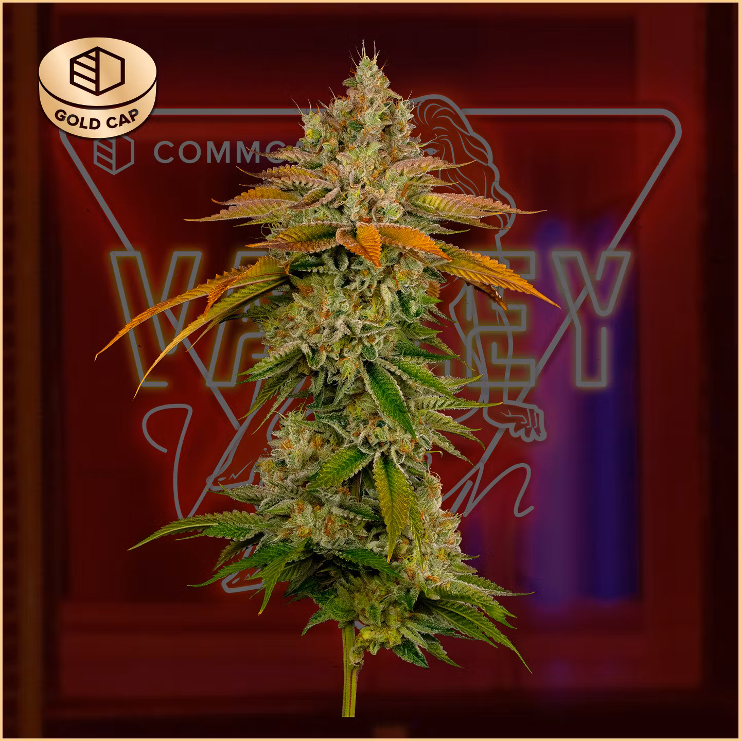 Photograph of product: CommCan - Flower 3.5g - Valley Vixen