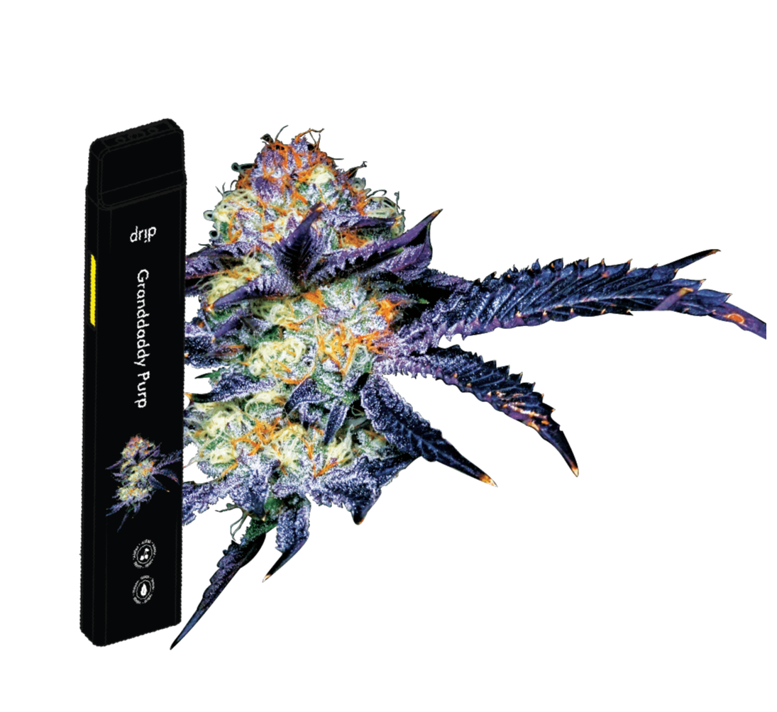 Photograph of product: All-In-One Big Ripper Vape : Granddaddy Purp (Oui'd) : Crude Boys