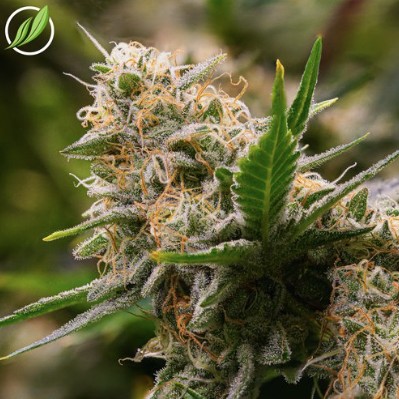 Photograph of product: Blue Sky Haze Flower TH-oui:CBD 3.5g (C0020026150)