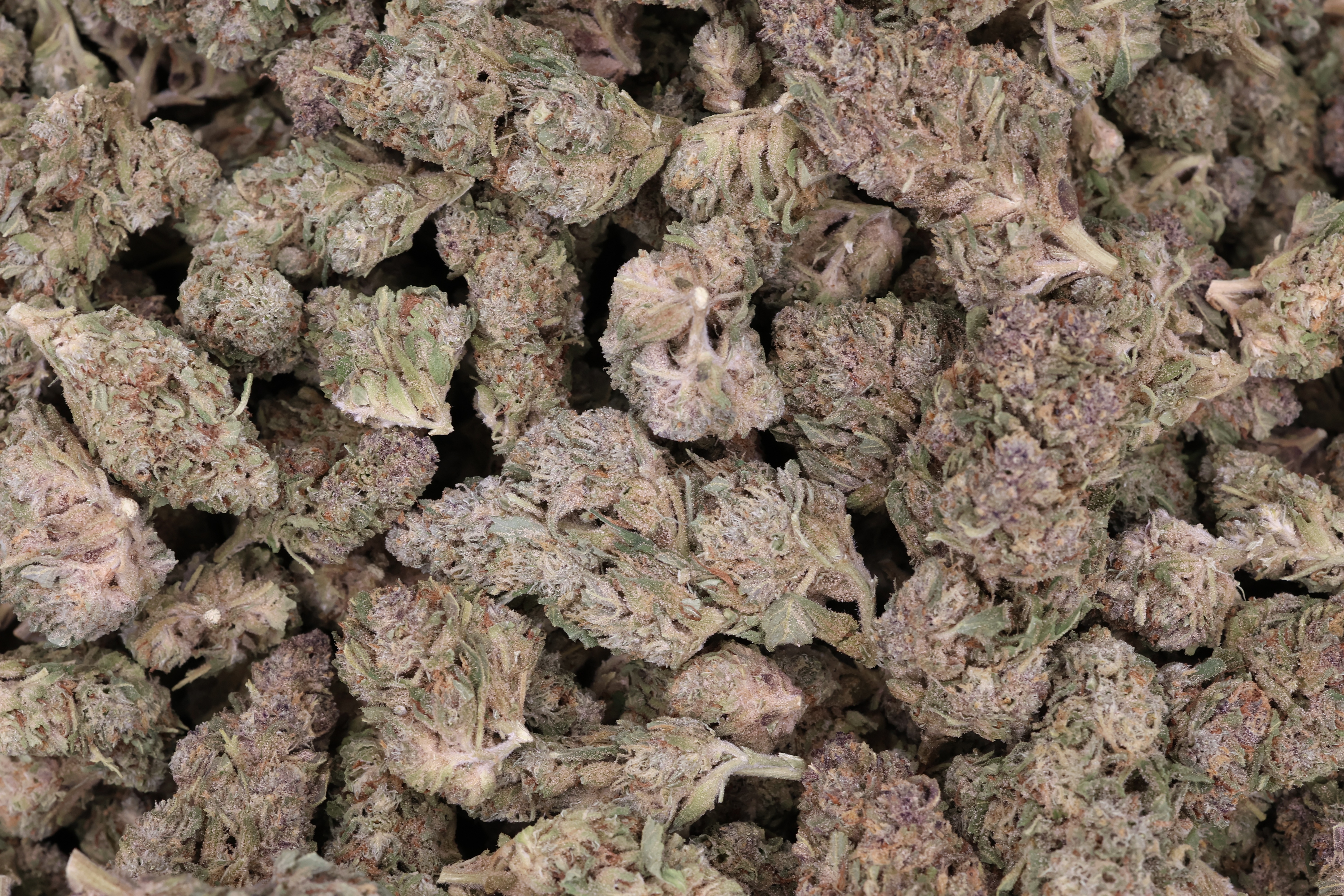Photograph of product: Early Gurl (Pistil Pioneers) - 28g